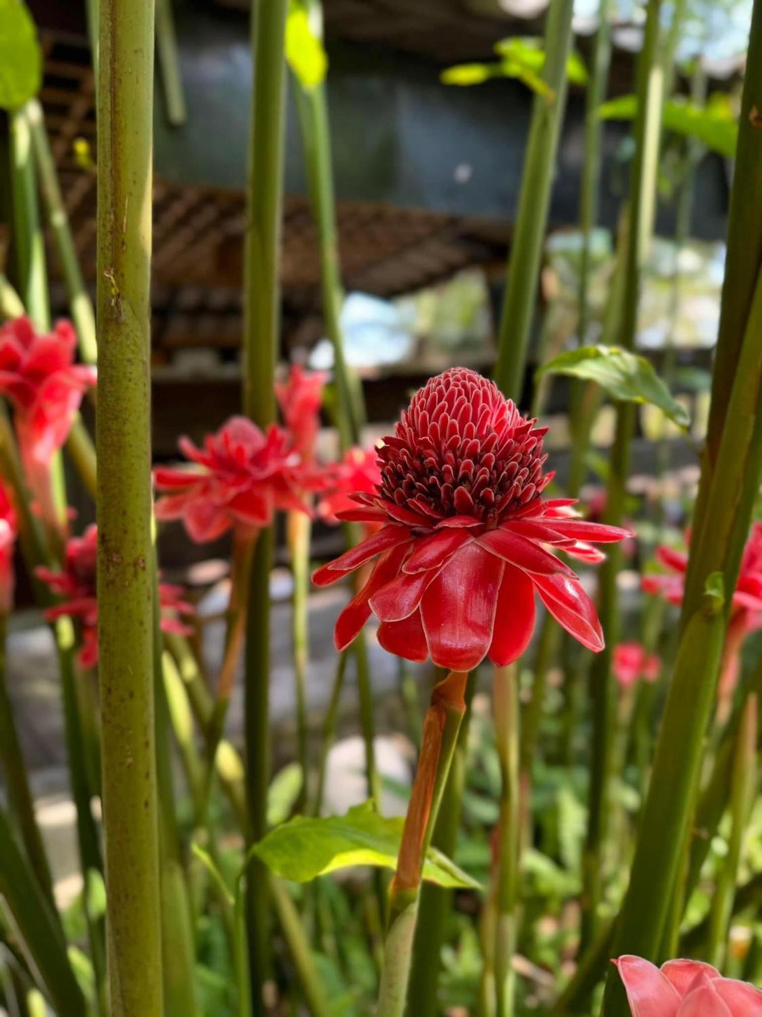 Greenheart Garden View Camp Phuket Kata Beach  Esterno foto