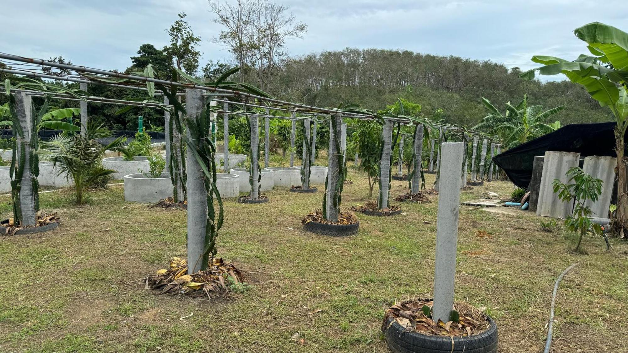 Greenheart Garden View Camp Phuket Kata Beach  Esterno foto